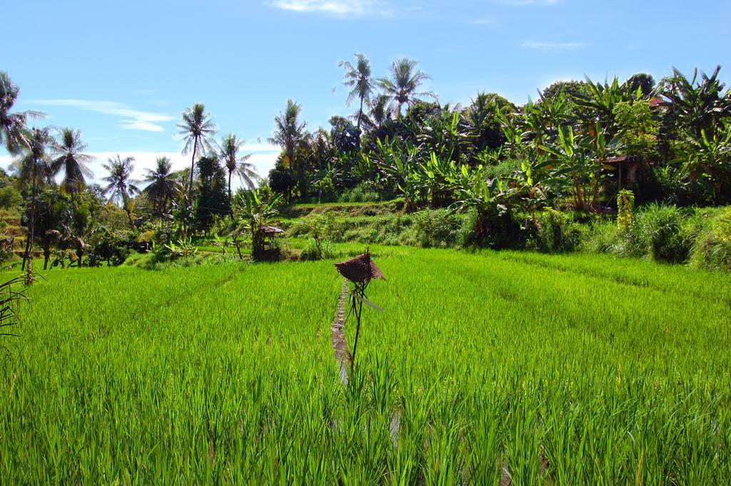 Indo Rumah Zengarden Buleleng Exterior foto